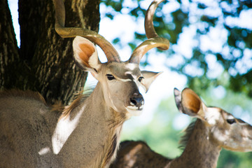 Animal cerf dans un parc zoologique