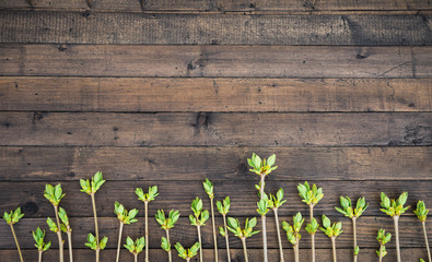 Spring Lilac Branches on Brown Rustic Table. Fresh Green Lilac Leaves Background. Copy Space