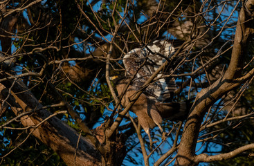 Crested Serpent Eagle bird in action on the tree at the early morning at rajaji nationalpark