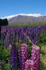 Mackenzie Country Neuseeland Südinsel