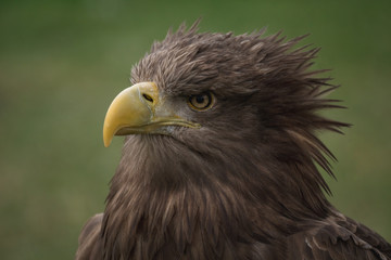 Close up portrait of a white tailed eagle profile view