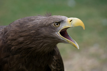 Portrait of a white tailed eagle with open beak making sound