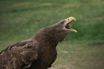 Portrait of a white tailed eagle with open beak making sound