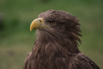 Close up portrait of a white tailed eagle profile view