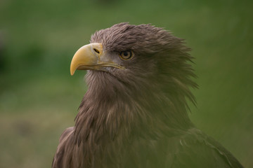 Close up portrait of a white tailed eagle profile view