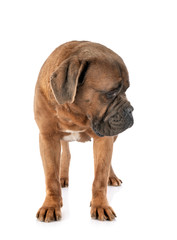 Obraz premium female cane corso