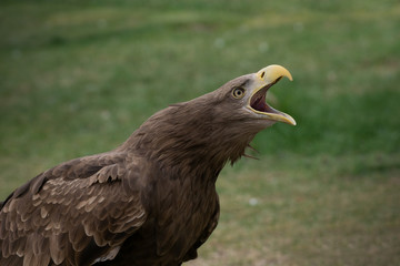Portrait of a white tailed eagle with open beak making sound