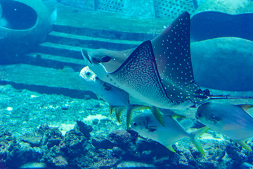 The ocellated eagle ray (Aetobatus ocellatus) is a species of cartilaginous fish in the eagle ray...