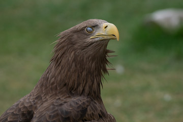 Portrait of a white tailed eagle flickering