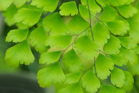 Maidenhair ferns , (Adiantum Raddianum) in natural daylight on dark Background
