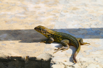 Lagartija