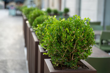 Decorative fence of a summer cafe made of containers with plants. Selective focus.