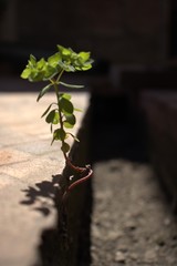 young plant on cement