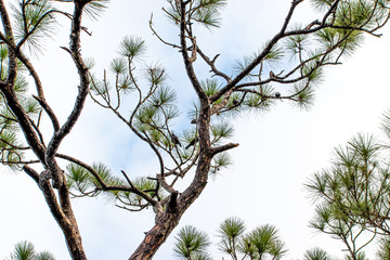 Wintery sky with branches