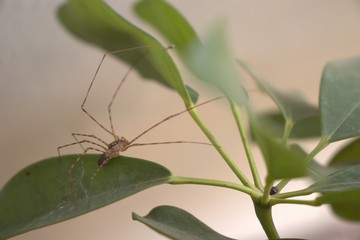 Spider on leafs