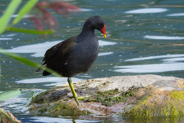 Gallinella d'acqua (Gallinula chloropus),ritratto di adulto su roccia in toelettatura