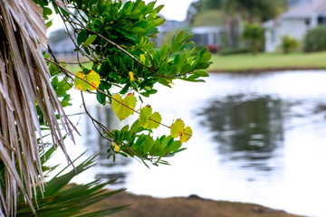 Heart Shaped Leaves overlooking pond