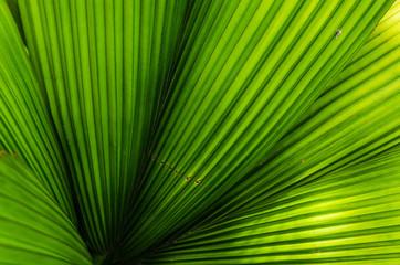 Colorful Abstract Closeup of Leafs and Texture Background 