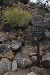 Caution rattlesnake area sign on Saguaro National Park desert trail