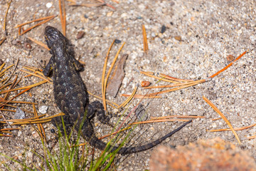 Small lizard on a rock, California, USA.