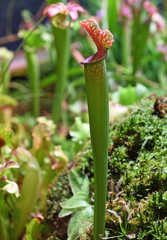 Sarracenia, genus comprising 8 to 11 species of North American pitcher plants, commonly called...