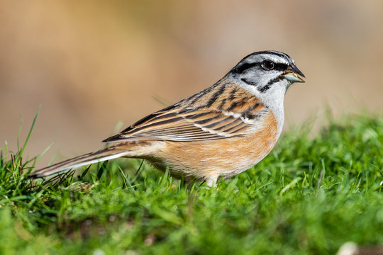 Male rock bunting, Emberiza cia, perched in the grass looking for food.