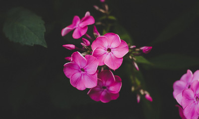 Fototapeta na wymiar Blooming lilac phlox in the garden close-up