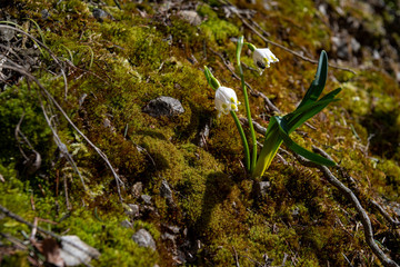 spring flowers