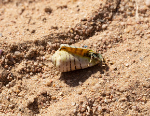 Hermit crabs decapod crustaceans of the superfamily Paguroidea. The crab hides in the shell, which...