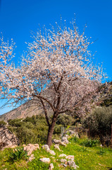 Beautiful almond tree on Cretan nature.