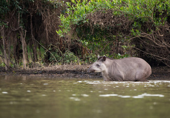 A tapir, Tapirus terrestris, crossing the Cuiaba River in the Pantanal of Brazil.