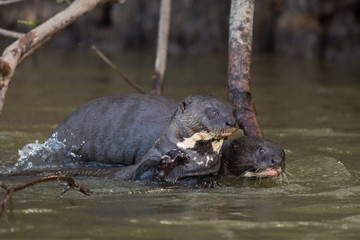 Giant otters, Pteronura brasiliensis, in the Cuiaba River, Brazil.