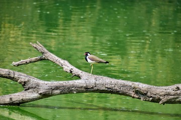 kingfisher on a branch