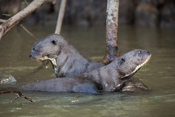 Giant otters, Pteronura brasiliensis, in the Cuiaba River, Brazil.