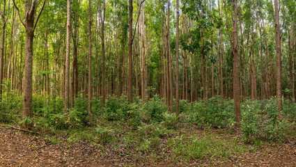 Pathway of the Wai Koa Loop trail or track leads through plantation of Mahogany trees in Kauai, Hawaii, USA
