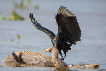 A black vulture, Coragyps atratus, feeding on the remains of a caiman, Caiman latirostris, in the Cuiaba River, Brazil.