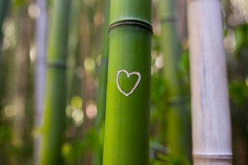 Love messages at Bamboo forest trunk