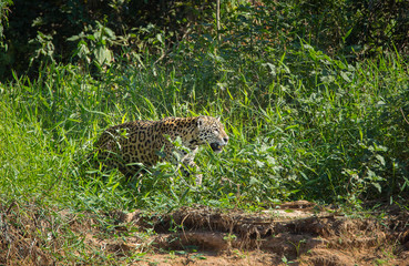 A jaguar, Panthera onca, stalking prey on the bank of the Cuiaba River, Brazil.