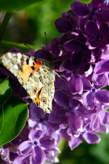 A bright orange butterfly collects pollen on a bush of purple lilac.