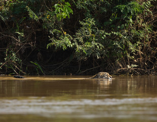 A jaguar, Panthera onca, stalking prey and crossing the Cuiaba River, Brazil.