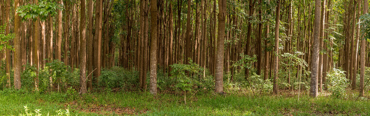 Pathway of the Wai Koa Loop trail or track leads through plantation of Mahogany trees in Kauai,...