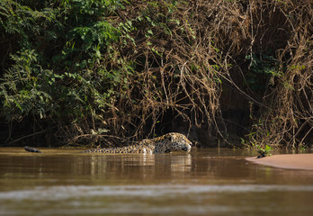 A jaguar, Panthera onca, stalking prey and crossing the Cuiaba River, Brazil.