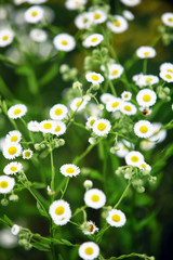 Small daisies in a field. Selective focus.