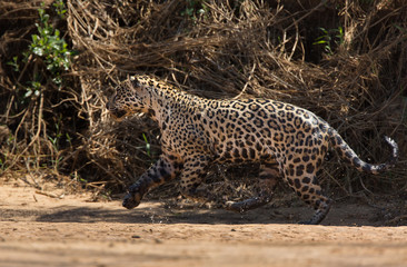 A jaguar, Panthera onca, running on the shore of the Cuiaba River, Brazil.