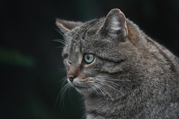 Naklejka premium primo piano di Gatto selvatico (Felis sylvestris) su sfondo scuro