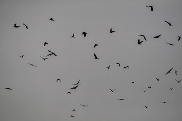 Flock of birds isolated on natural gray sky background. Bird silhouettes