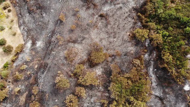 Aerial flying over fire burn forest aerea,deforestation trees issue, cilento 4k