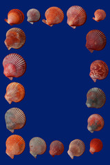 Frame of scallop seashells (Mimachlamys asperrima) isolated on classic blue background