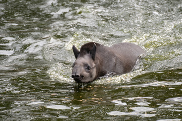 Portrait of a South American tapir swimming in the water