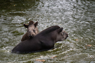 Two south american tapir playing in the water